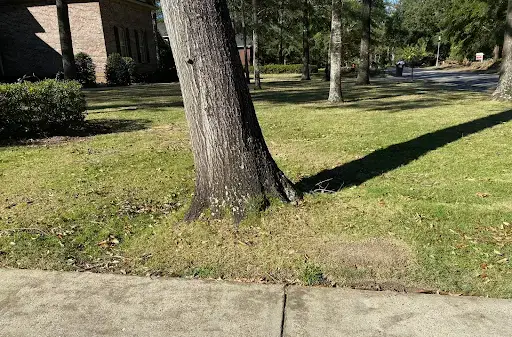 An example of a heaving tree leaning to the left.