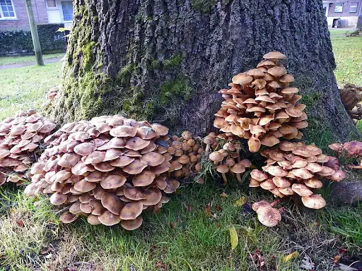 Exemplary visual of honey mushrooms at the base of a tree within a client's yard, showing decay and disease known as “Armillaria root rot”