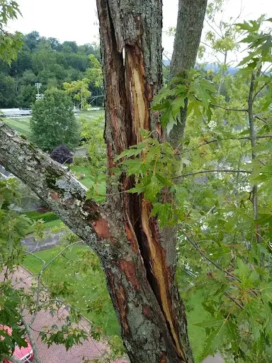 Example of splits and cracks high up in a tree.