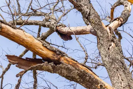 Upward view of dead limb branches in the canopy of a tree that have compartmentalized from the live parts of a tree with a blue sky in the background.