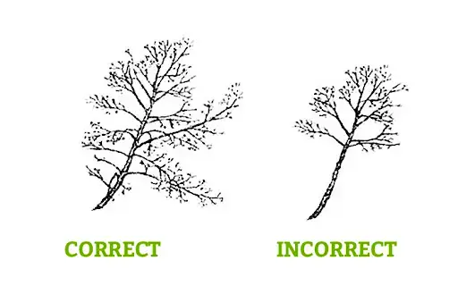 Example drawing of lions tailing detailing the correct way to trim and prune these branches on the left, and a visual of the incorrect way on the right.