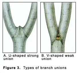 Examples of both strong and weak branch attachments.